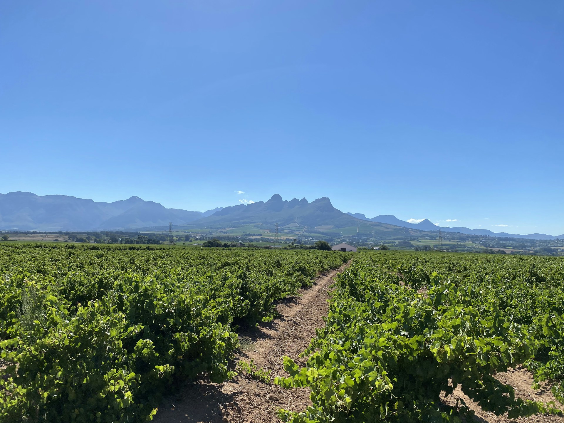 Sunlit vineyards below the Helderberg mountains in Stellenbosch, South Africa